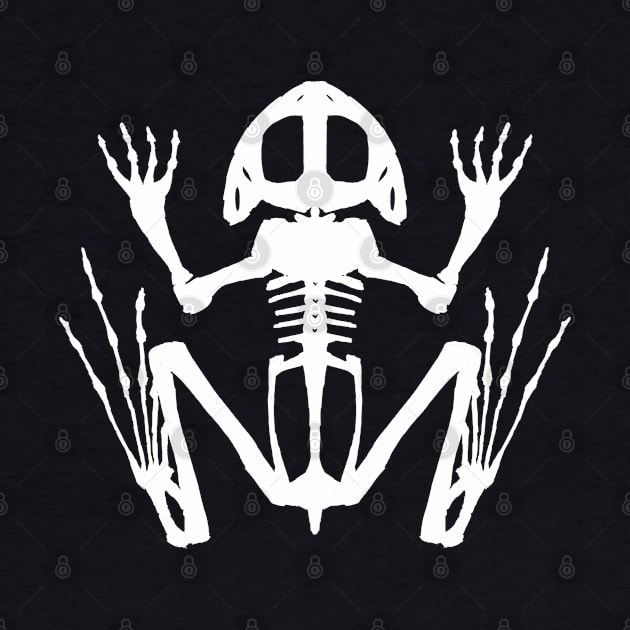 Frog Skeleton (White) by braincase